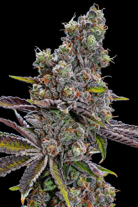 An almost Indica colourful strain with dense flowers, almost no node spacing and short strong structure which make it an ideal candidate for indoor growing. . Tropical storm strain indica or sativa